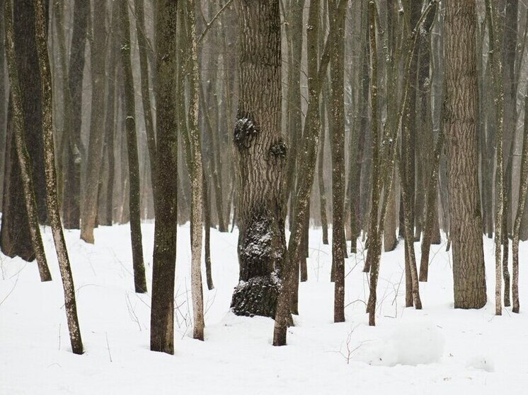 Незаконная охота на косулю в Лунинском районе обошлась мужчине в четверть миллиона рублей
