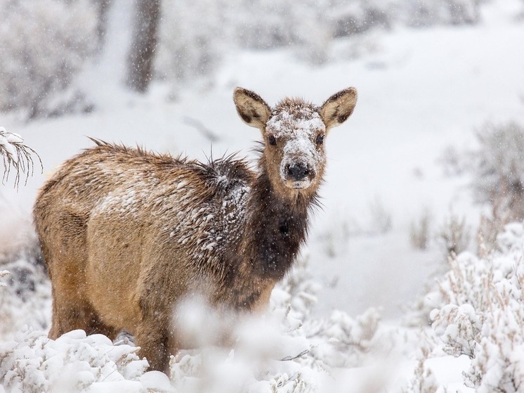 Опоздали — будут штрафы: охота на лося в Хабаровском крае завершена