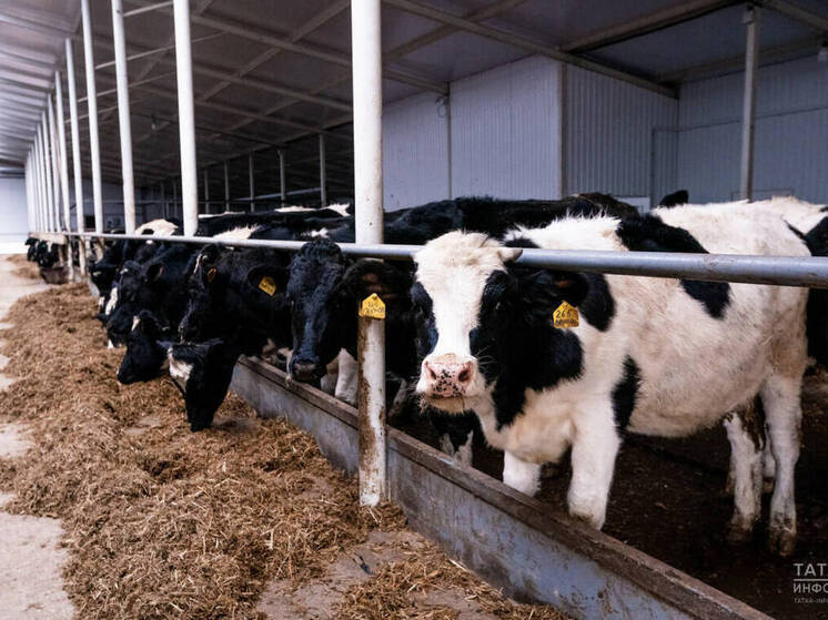 В Татарстане подсобные хозяйства получили за 10 лет господдержку на 5 млрд рублей