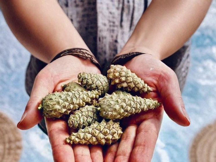 Каждый житель Бурятии может спасти лес, просто сдав шишечку