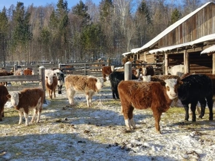 Господдержку сельского хозяйства увеличат на 30% в Забайкалье