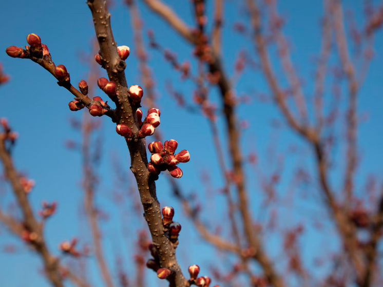 Эксперты успокоили липчан из-за зимней оттепели