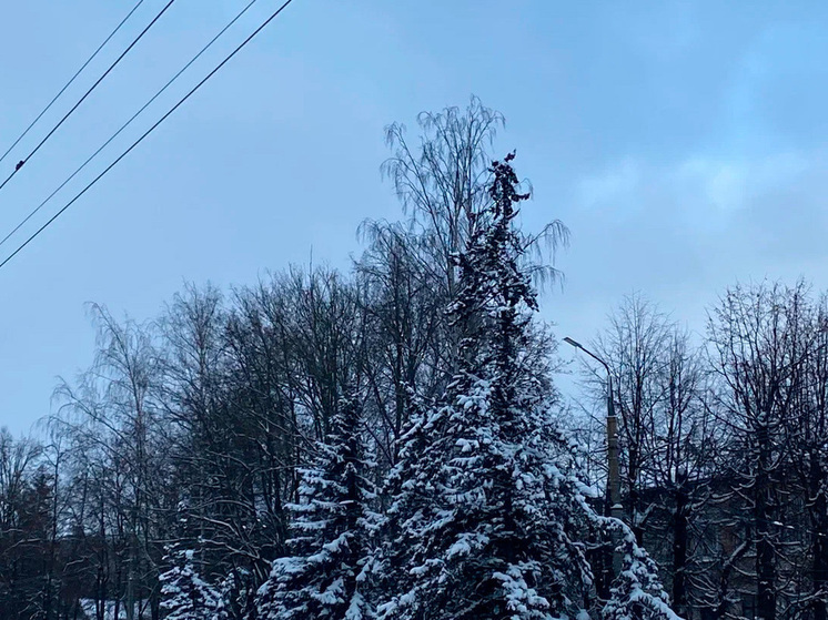 В Липецкой области организован сбор живых деревьев