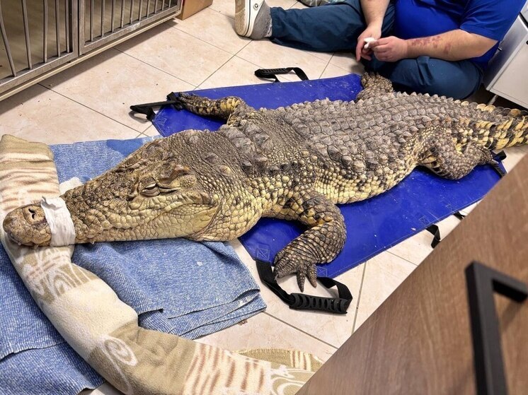 Циркового крокодила спасли в рязанской ветклинике перед Новым годом