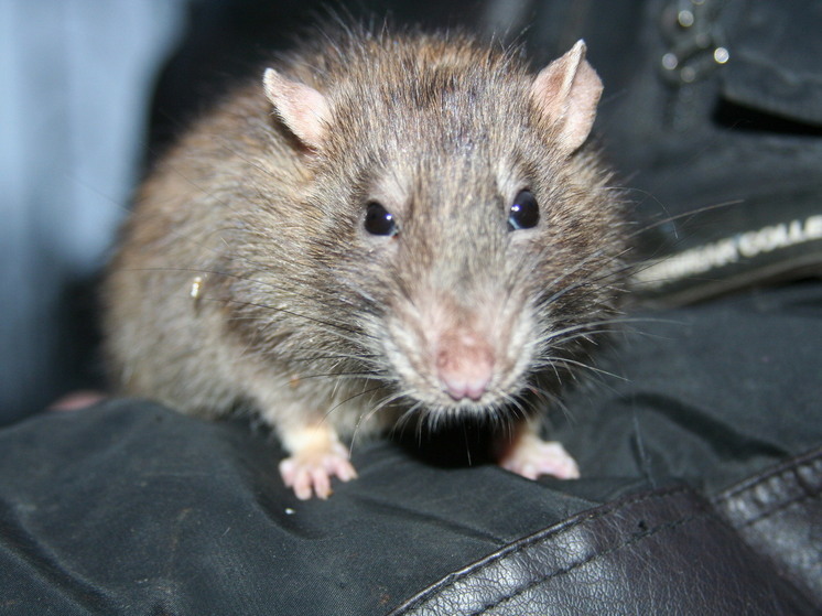 Крысы в Москве прогрызли салон припаркованного у мусорки автомобиля