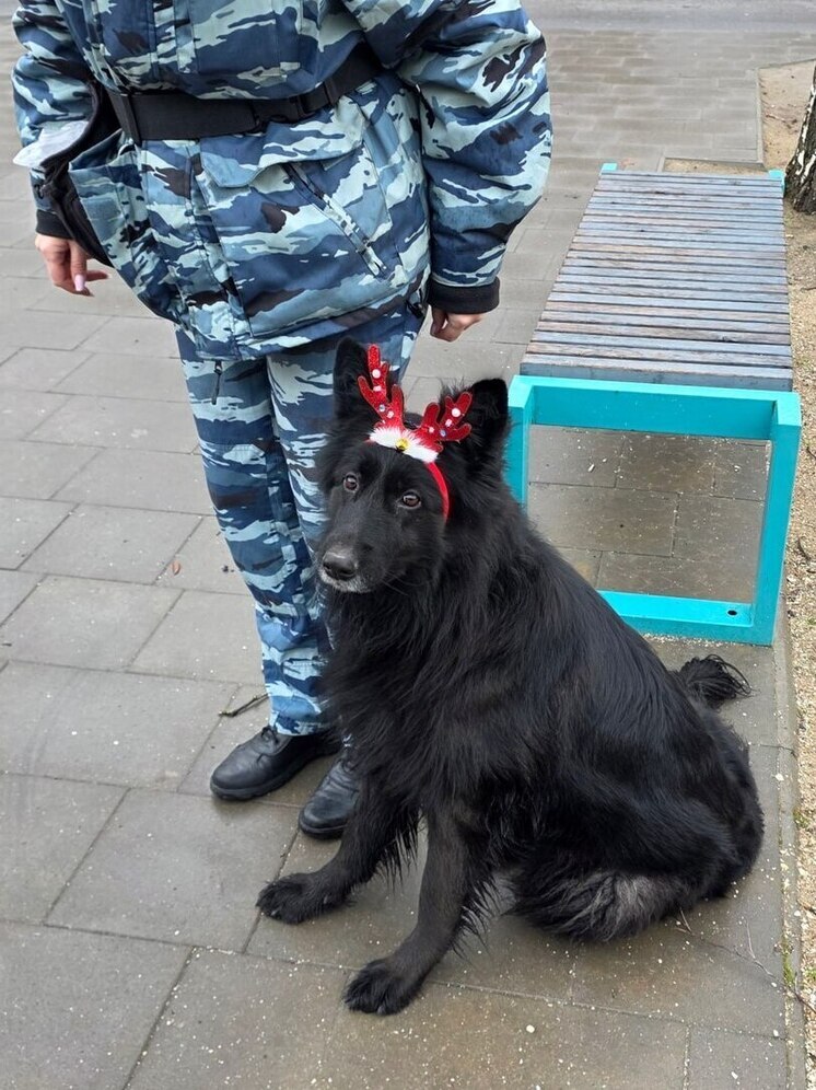 Запорожские кинологи показали юным каратистам мастерство служебных собак