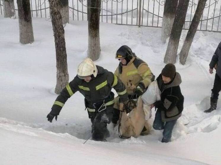 МЧС Кузбасса спасло животное и вернуло его в естественную среду обитания