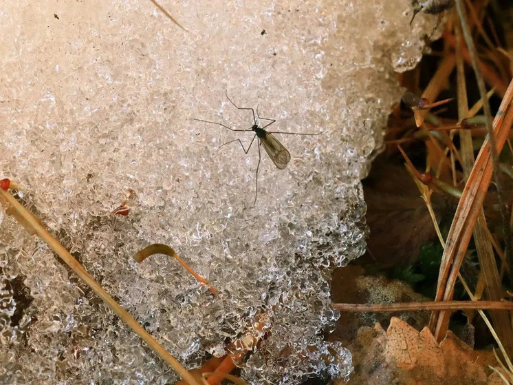 Пауки и комары проснулись на Алтае в начале января