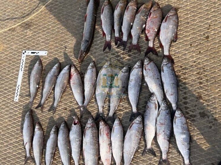 Житель Нефтеюганска предстанет перед судом за незаконный вылов рыбы