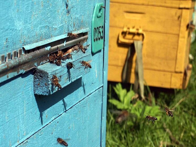 Пчелы могут подсказать ученым, может ли человечество использовать математику для общения с инопланетянами