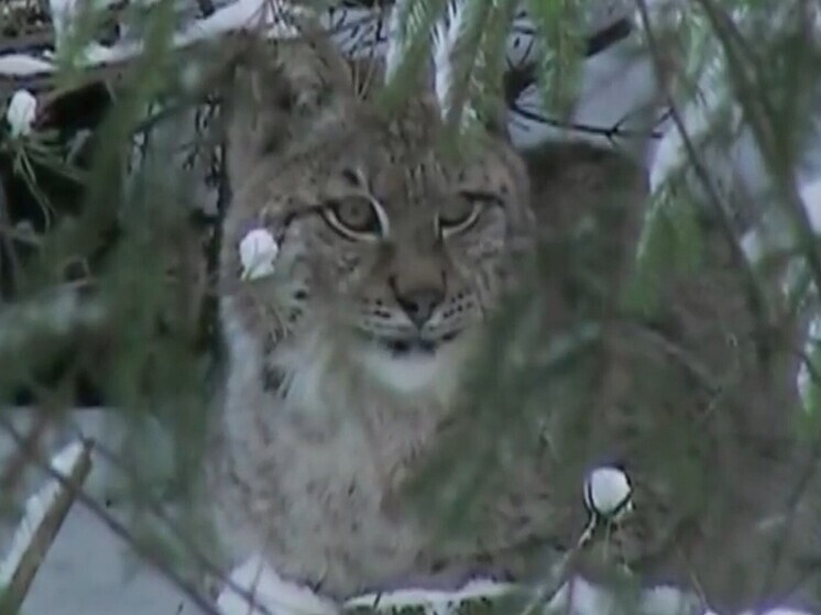 РЕН ТВ: рысь с бешенством напала на девочку в лагере под Уфой