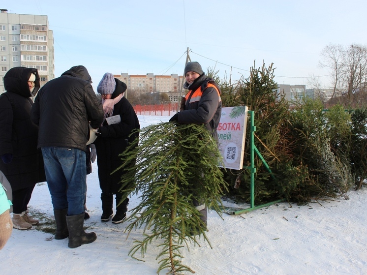 На семи площадках Вологды можно будет сдать новогодние елки в переработку