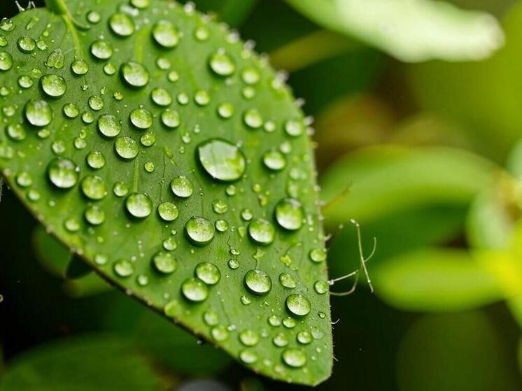 Праздники прошли, а проект "КАПЕЛЬКИ" никуда не делся и работает