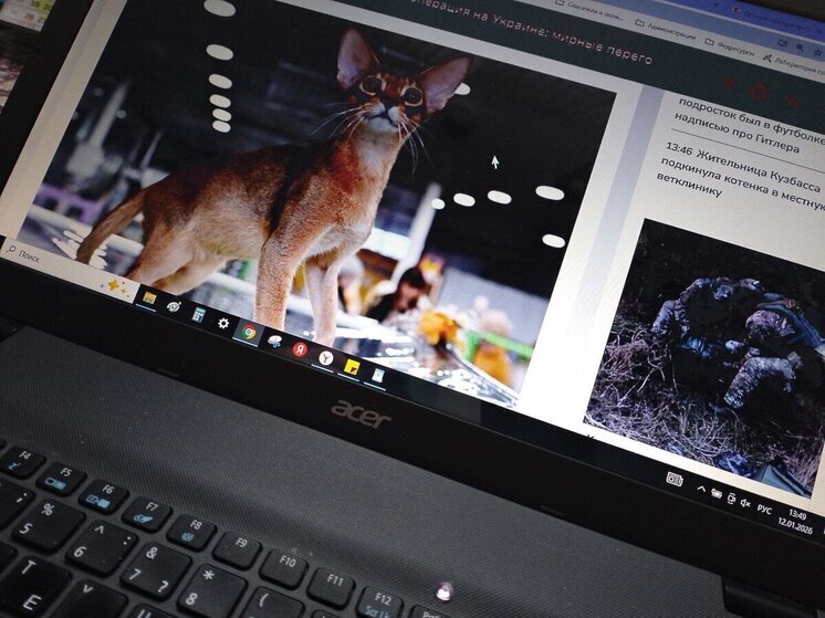 Кот абиссинской породы из России стал лидером рейтинга Всемирной федерации кошек