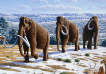 Кости «мамонта», хранившиеся в музее Аляски 70 лет, оказались останками усатого кита