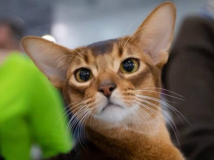 Русского кота признали самым красивым в мире