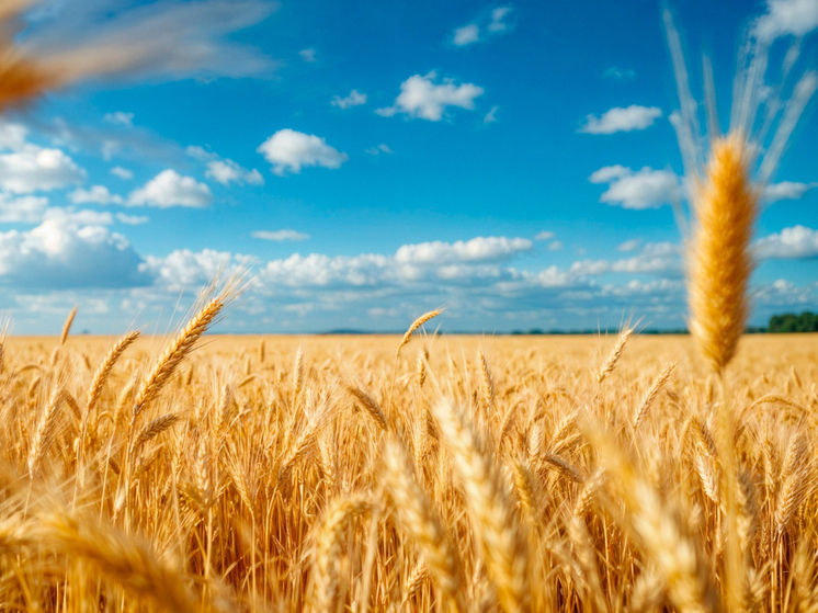 Наука для полей: как тамбовская селекция создаёт сорта будущего