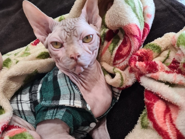 Зарубежные страны в 2025 году посетили 60 собак и кошек Вологодской области