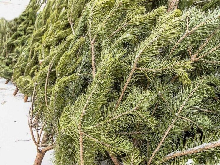 Пункты приёма живых ёлок на корм животным открыли в Иркутске