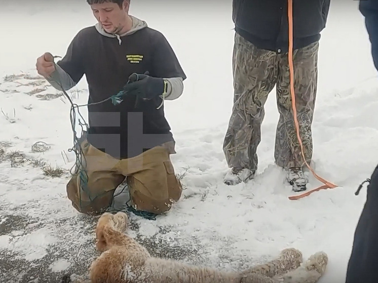 В Башкирии на ребенка напала бешеная рысь