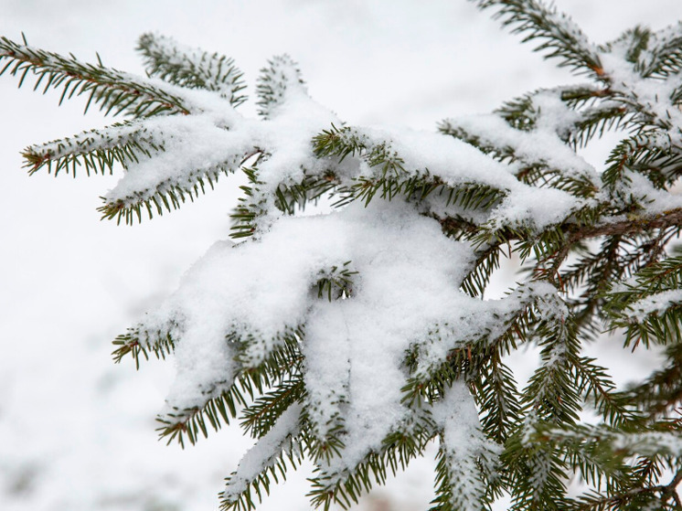13 января в Брянской области ночью ожидаетя -22 градуса