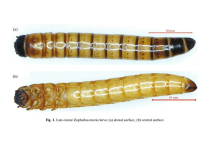 Черви «из фильмов ужасов» – личинки жука Zophobas morio все-таки не годятся для переработки пластика