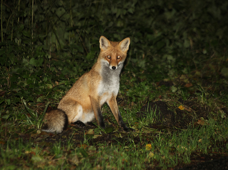 Калининградцы потеряли интерес к браконьерству