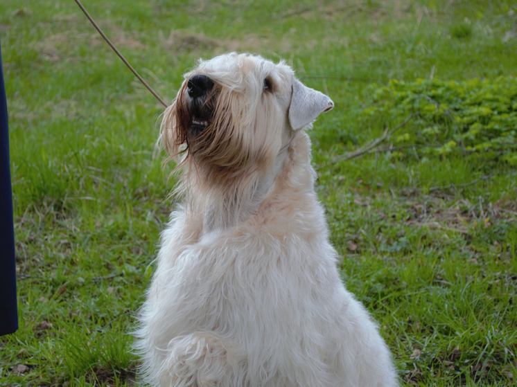 Ветеринар Горелова сообщила тулякам породы собак с самым слабым здоровьем