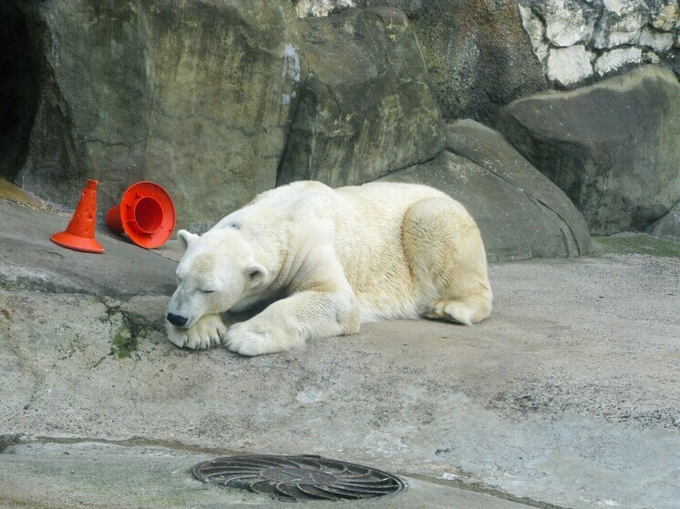 Поиски белого медведя, напавшего на семью в Красноярском крае, ищут