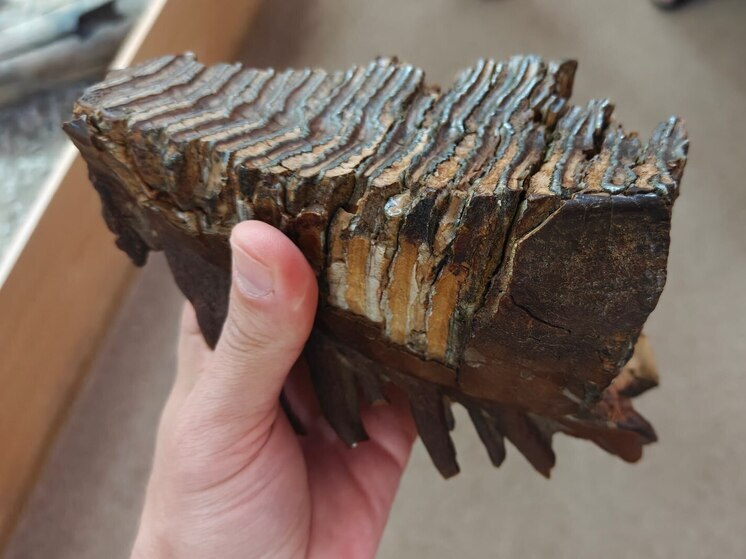 Музейные коллекции будут формировать по единой концепции в Ленобласти