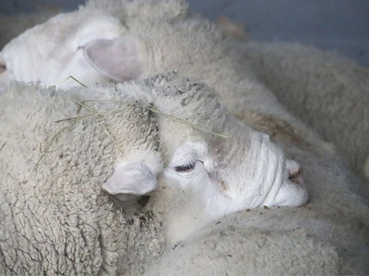 В Калмыкии планируют запустить биржевые торги шерстью