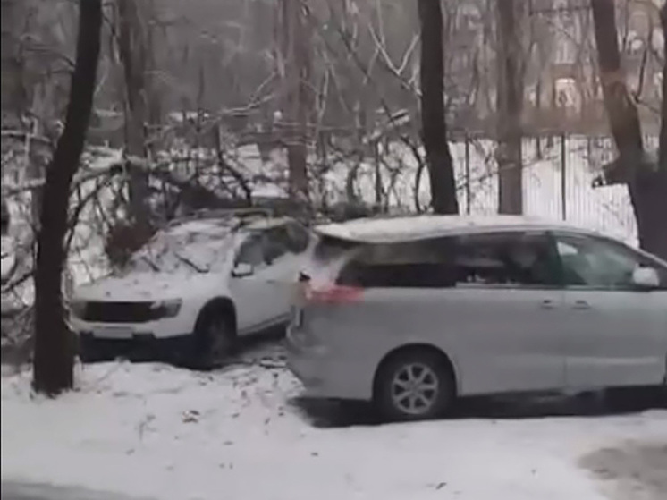 В 12-м микрорайоне Липецка дерево рухнуло на припаркованный автомобиль