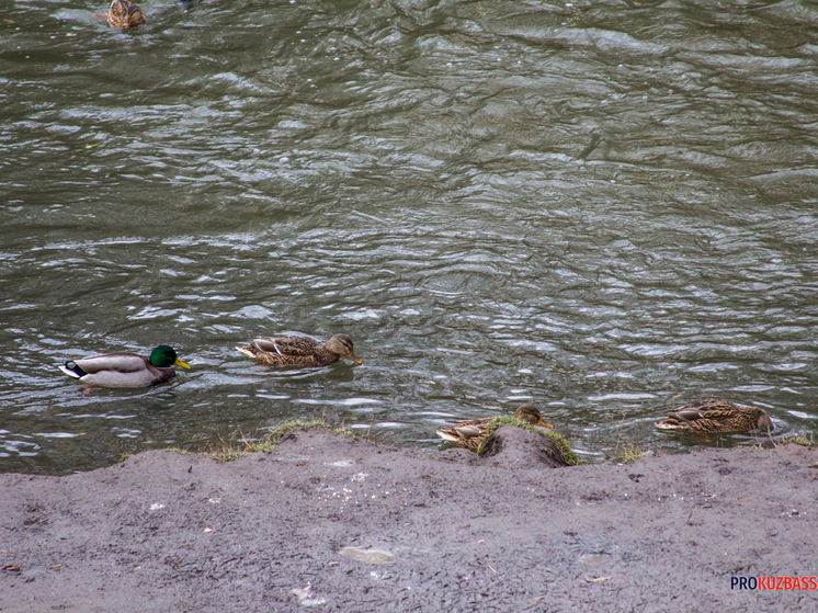 Биолог объяснил, почему утки-попрошайки из Искитимки не подходят в пищу
