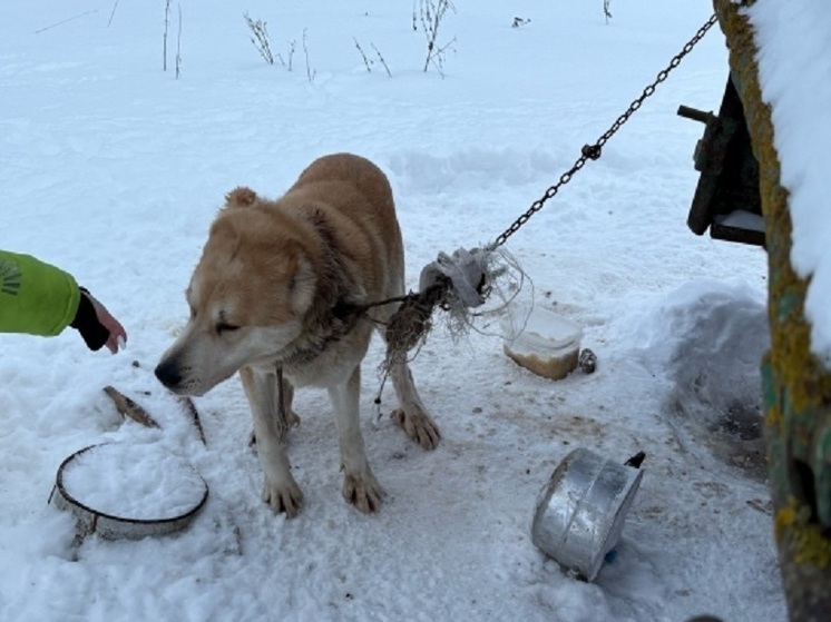 Волонтёры спасли алабая по кличке Малыш в Прионежском районе