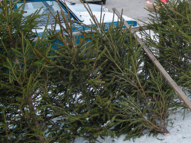 В Петрозаводске и Лахденпохье откроются пункты приёма новогодних ёлок