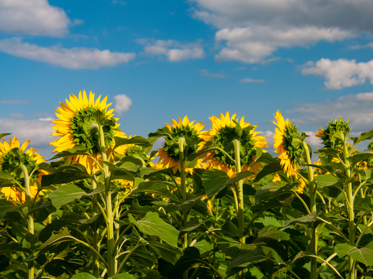 На Ставрополье суд намерен взыскать 81 млн рублей с бывших руководителей обанкротившегося маслозавода