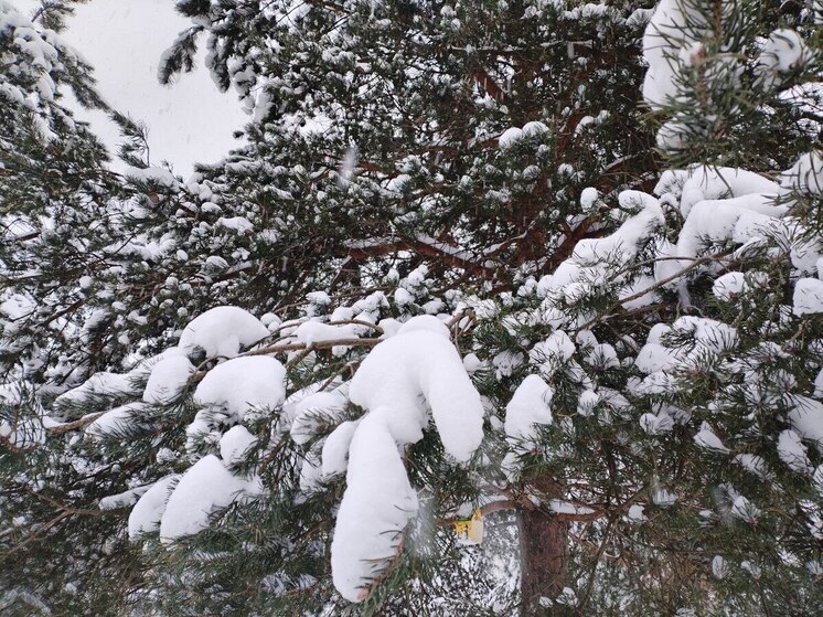 В Ленобласти 13 января будет гололед и до -12 градусов