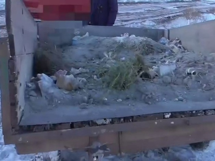 Жители Хакасии вывезли мусор в поле под Новый год и Рождество, но были пойманы