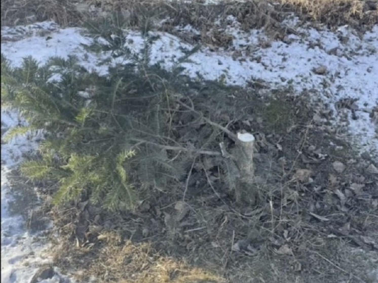 Елка в багажнике: полиция приморского Артема устанавливает личность тех, кто спилил дерево