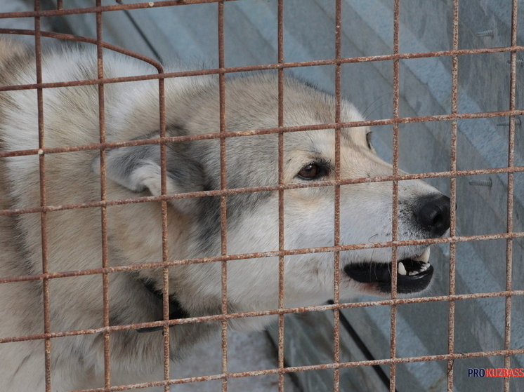 Очаг бешенства обнаружили у домашнего животного в Кузбассе