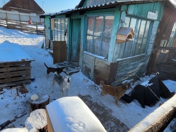 В Улан-Удэ владельцев домашних животных оштрафовали на более 1,1 млн рублей