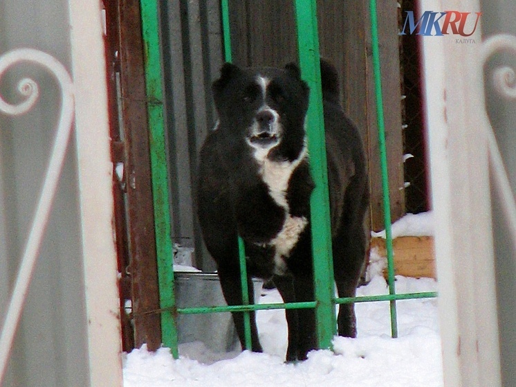 Обнинский приют откроет кружок для детей