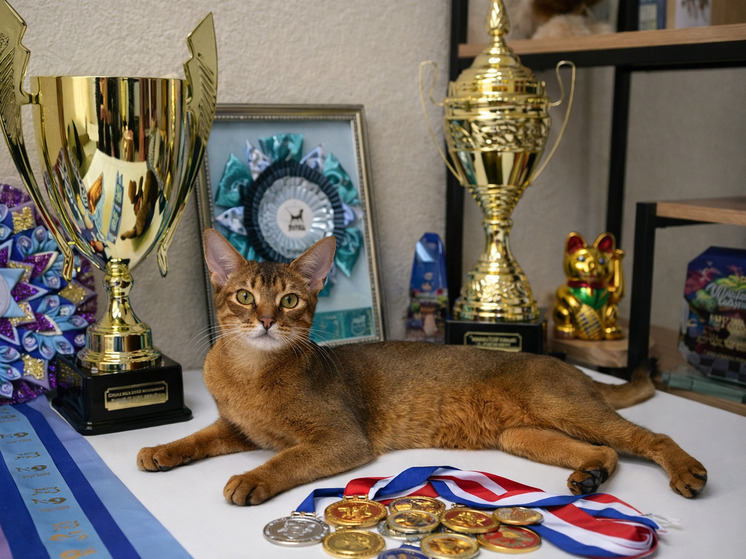 РИА Новости: самого красивого в мире кота покажут в России в феврале