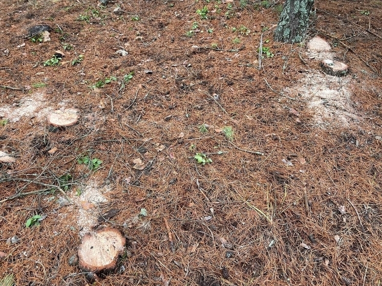 В Селивановском районе прокурор обнаружил незаконную рубку леса