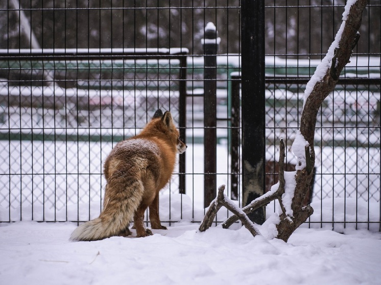 Лисица стала постоянным гостем одного из визит-центров «Зигальги»