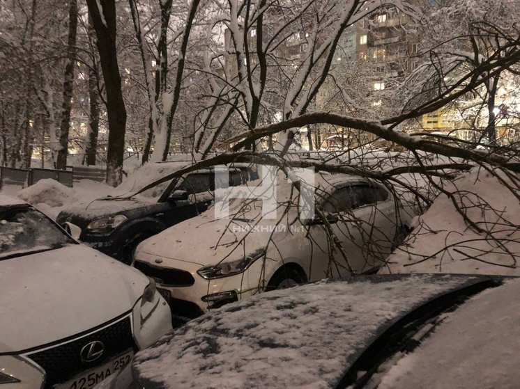Четыре автомобиля пострадали из-за рухнувшего дерева в Нижнем