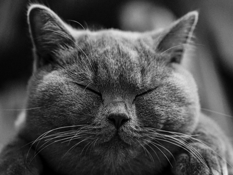 Новосибирский кот стал самым титулованным котом мира в 2026 году