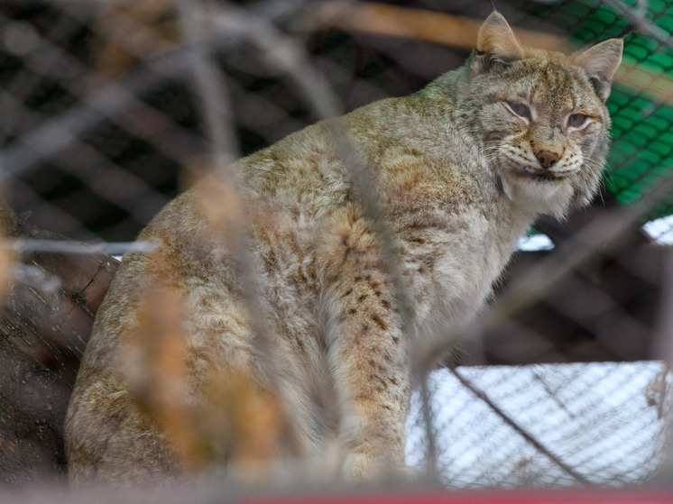 Рысь напала на девочку в детском лагере под Уфой