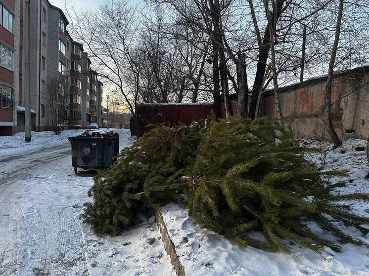 Регоператор вывезет ёлки с контейнерных площадок в Забайкалье