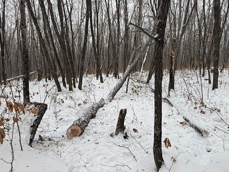 Житель Воронежского поплатился за незаконную рубку леса